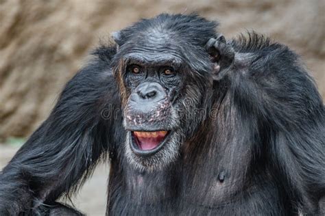Portrait Of Funny Chimpanzee Making Faces Stock Photo Image Of Funny