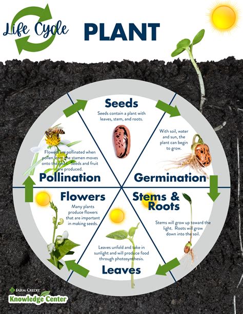 The Life Cycle Of Plants