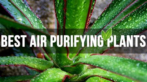 India holds the most number of outlets in comparison to the paint companies across the world. Top 10 BEST Air Purifying Plants Every House Should Have ...