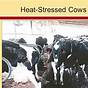 How Often Do Cows Heat Cycle