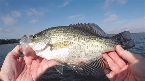 New Crappie Hole At Lake Sam Rayburn Produces Youtube