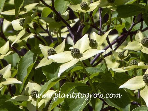 Synonyms are benthamia kousa and cynoxylon kousa. Milky Way Kousa Dogwood (Cornus kousa) | Plants To Grow ...