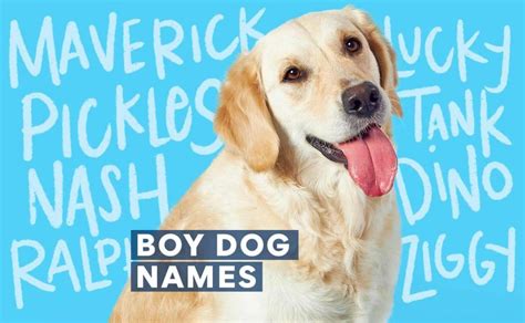 500 Male Dog Names For Your New Furry Friend Bechewy