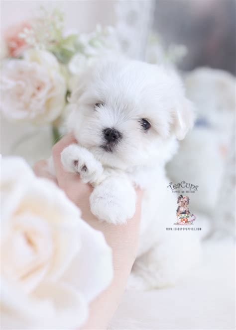 White Maltese Puppies For Sale Teacup 065 B Teacup Puppies Maltese
