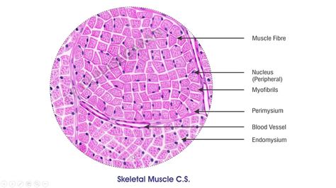 Muscular Tissue Histology Skeletal Muscle Cardiac Muscle Smooth