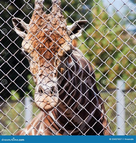 Giraffe At Zoo Behind Fence Bars Wild Animals In Captivity Royalty