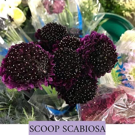 Plumb Scoop Scabiosa Types Of Flowers Flower Tutorial Bloom
