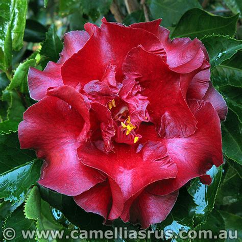 The leaves also have a tendency to hang downwards on the. Black Magic - Camellias R Us
