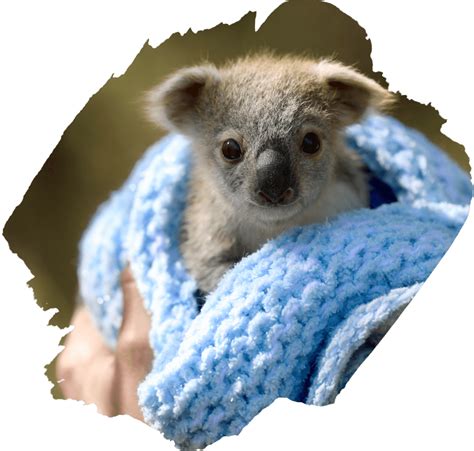 The Koala Re‐wilding Project Nuii