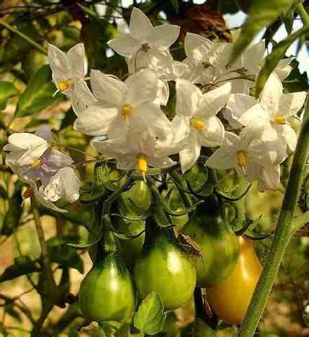 This study is focused on the effect of pesticides used in tomato plantations on the causative agent of bacterial speck of this crop—pseudomonas syringae pv. Tomato Plant Insect Spray | Pnmwg Fertilizers