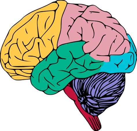 Download High Quality Brain Clipart Colorful Transparent Png Images