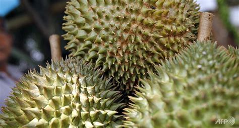 Durian asal malaysia ini terkenal enak, berdaging tebal, manis dan legit. Malaysia Migrates to Musang King - Plantations Partners Group