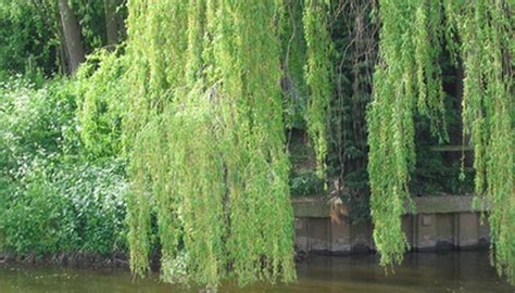 The Root System Of A Weeping Willow Sciencing