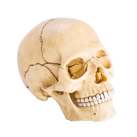 Still struggling to solve the crossword clue 'bones, in anatomy'? Human Skull Anatomy Model Puzzle - Educational Science 4D ...