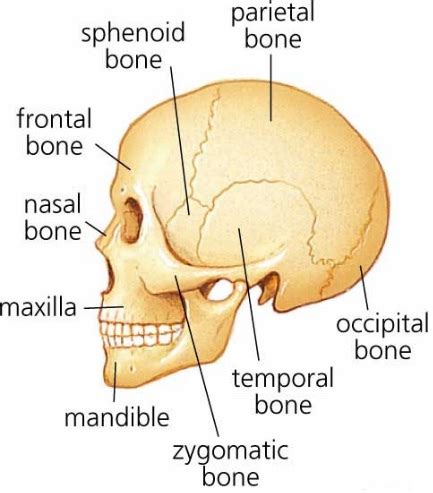 It is also the place where food is eaten and air is inhaled and exhaled. Science & Medicine: How Many Bones is the Human Skull Made of?
