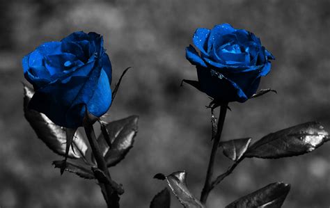 If you're in search of the best rose wallpaper, you've come to the right place. Blue Rose Wallpaper HD | PixelsTalk.Net