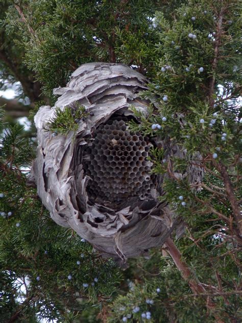 Bald Faced Hornet Nps National Capital Region Bees And Wasps