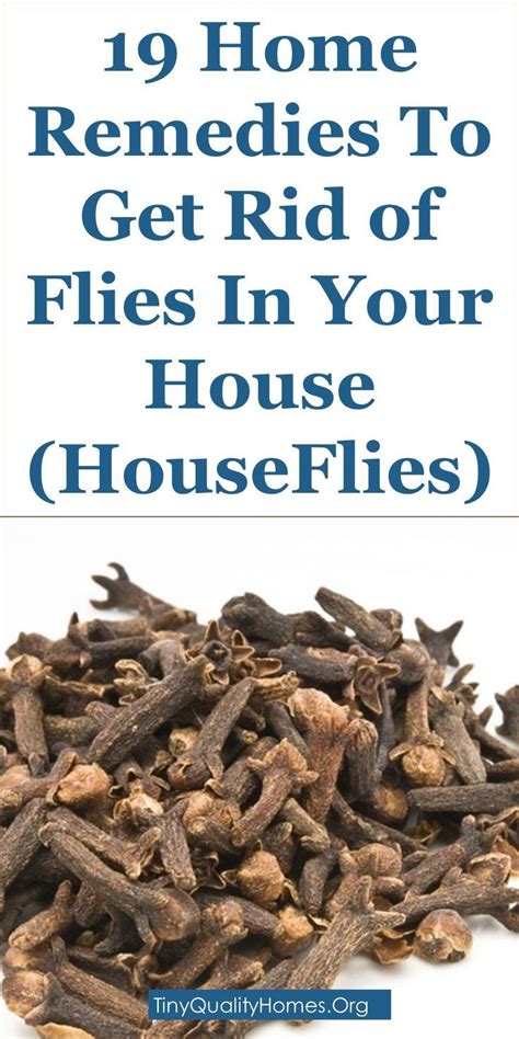 19 Home Remedies To Get Rid Of Flies In Your House And Outdoors