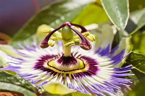 Passion Flower Meaning Symbolism And Colors Pansy Maiden