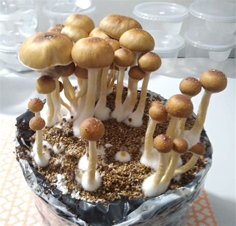 Cogumelo Mágico Psilocybe Cubensis Golden Teacher Desidratados 5g A