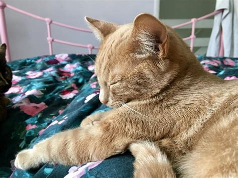Up to 2,500 25mm conical pocket aerocoil™ springs, made delivery is free as standard to most of the uk. REVIEW: Simba Hybrid mattress and Simba discount code ...