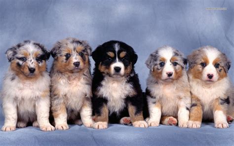 Cute Puppy Dogs Cute Australian Shepherd Puppies