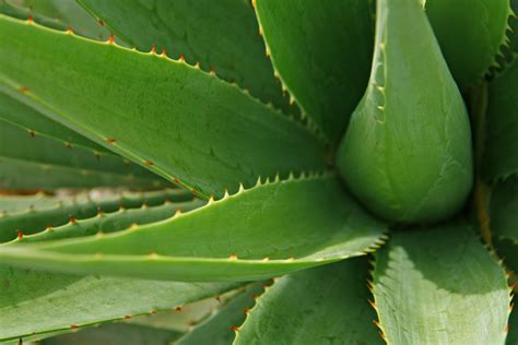 Free Images Nature Cactus Leaf Flower Thorn Foliage Green Herb