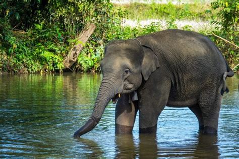 Stunning Photos Of Elephants In The Wild Readers Digest