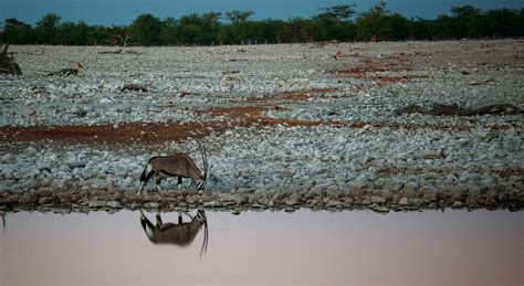 Meet Namibias National Animal The Oryx Namibia Experience