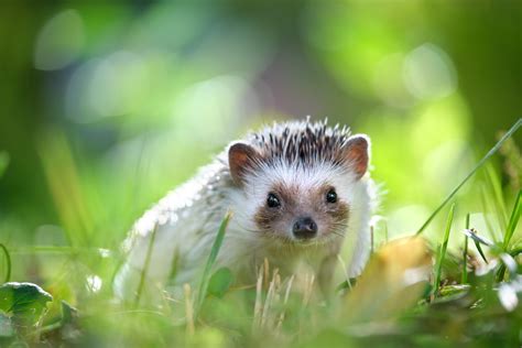 A Group Of Hedgehogs Is Called An Array