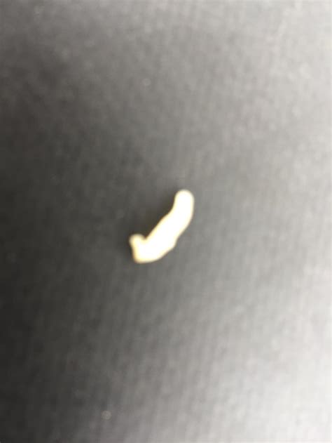 What Type Of Worm Would This Be In An Adult Dog Feces They Are White