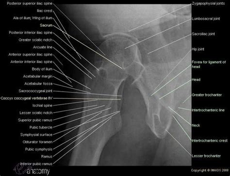 Radiography of the hip joint : anatomy of the whole human body based on