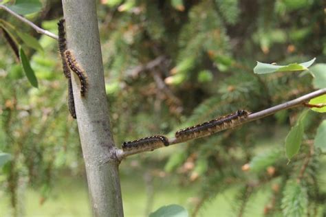 Large, black conks form around the affected area and cause sunken areas in the trunk. Forest Tent Caterpillars Everywhere! | Cottage Tips