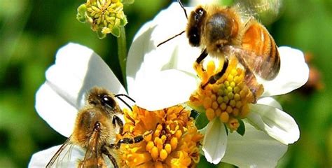 Por tal motivo, les compartimos algunos recursos audiovisuales que nos permiten instalar en nuestras aulas un diálogo sobre el sentido histórico de esta fecha así como su importancia en nuestros días. 20 de mayo día mundial de las abejas, es tiempo de ...
