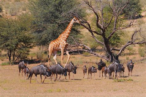 kgalagadi transfrontier park safari south africa guide 2024