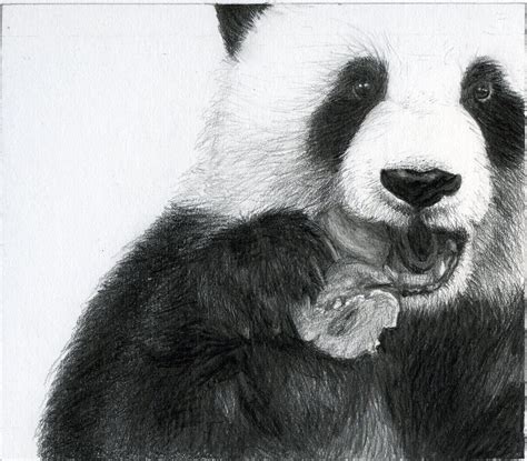 Illustrated Imaginarium Panda Eye By Wastedwings