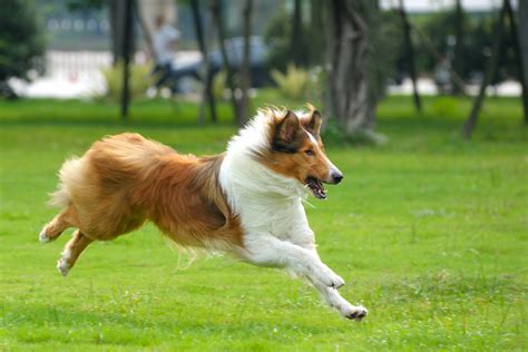 The Lassie Effect Can Motivate Exercise American Council On Science