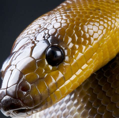 Woma Python Lehigh Valley Zoo