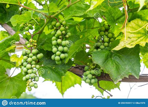 Close Up Green And Underripe Grape Bunches Hanging On Tree Bunches Of
