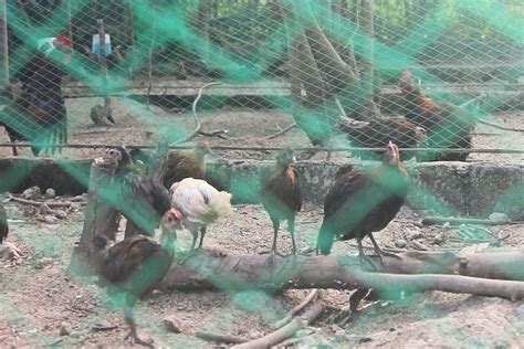 Pia Pcaarrd Promotes Darag Native Chicken Itik Pinas In Negor