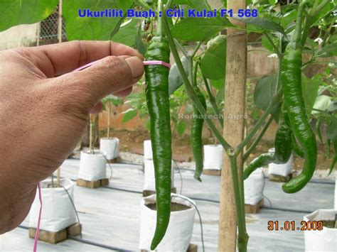 Tanam cili cara mencantas tunas air buat latihan batang tunggal. Romatech Agro - Pembekal Peralatan Pertanian dan Fertigasi ...