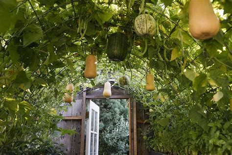 How To Build A Butternut Squash Garden Trellis Eatingwell