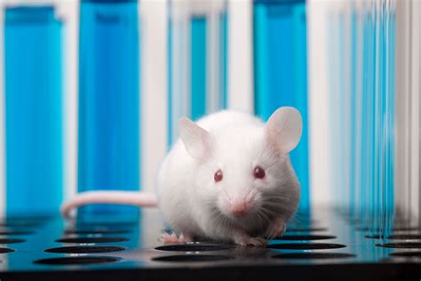 Improved Alzheimer S Mouse Model Paves The Way To Precision Medicine