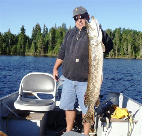 Bow Narrows Camp Blog On Red Lake Ontario Lots Of Great Fish Being