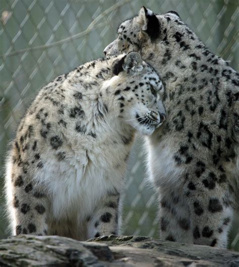 Snow Leopards Marwell Wildlife Winchester View Nuzzling L Flickr
