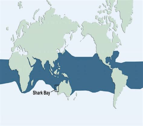 Whale Shark Shark Bay