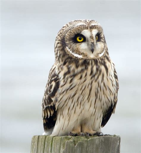 Short Eared Owl Ivvavik National Park · Inaturalist