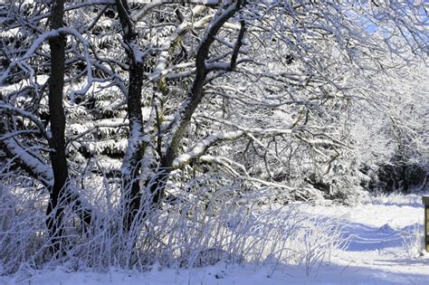 Free Images Tree Forest Branch Frost Weather Season Footwear