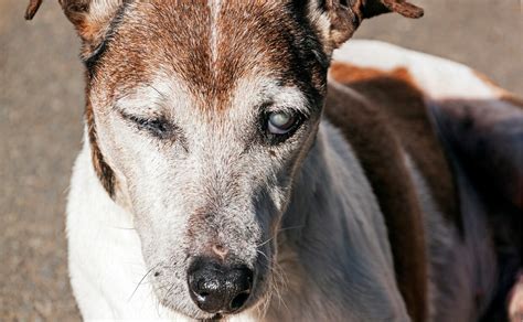 9 Common Eye Issues In Dogs Canine Campus Dog Daycare And Boarding