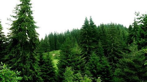 Panoramio Photo Of Treetops In Elatia Forest